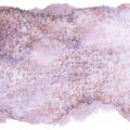 schmincke-aquarelle granulation-couleur-14982_Tundra Schmincke Aquarelle Granulation Couleur 14982 Tundra